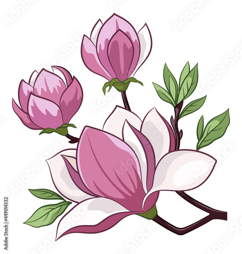 Branch of a Spring Blossoming Magnolia Tree Flowers Isolated on a White Background. Vector