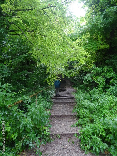 path in the forest