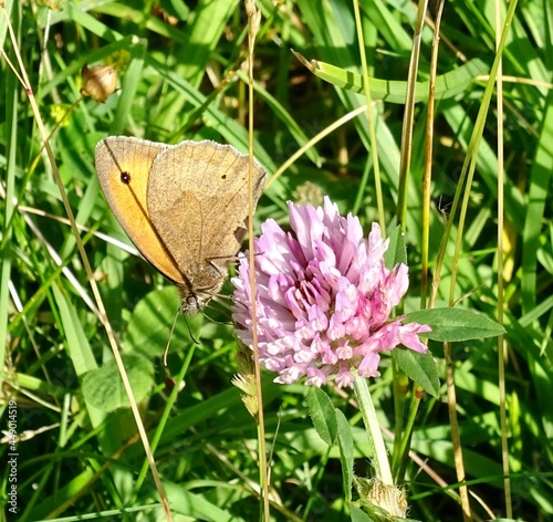 butterfly on flower