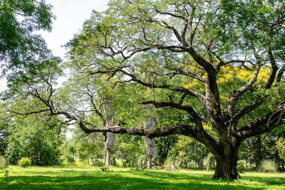 Arbol grande en un campo