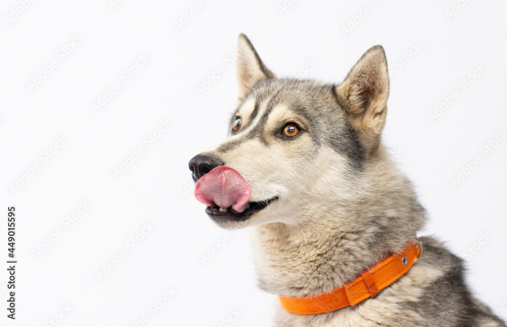 Siberian Husky Dog licking its lips looking very hungry.