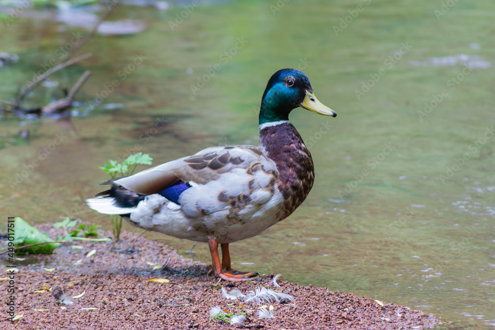 Close-up of a beautiful and colorful duck on a creek with granite chips Close-up of a beautiful and colorful duck on a creek with granite chips