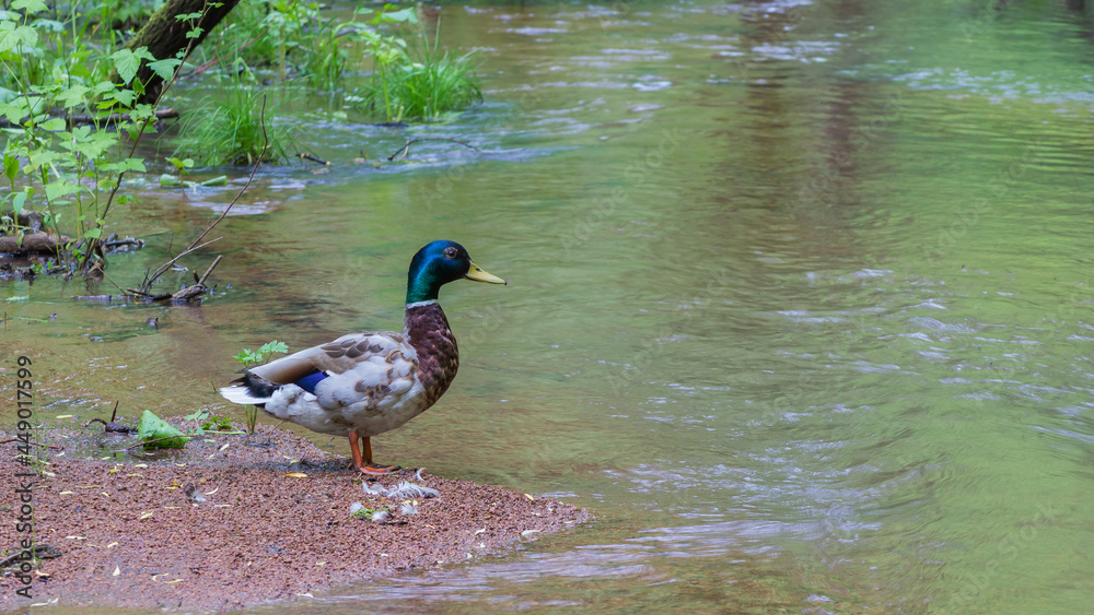 Close-up of a beautiful and colorful duck on a creek with granite chips Close-up of a beautiful and colorful duck on a creek with granite chips