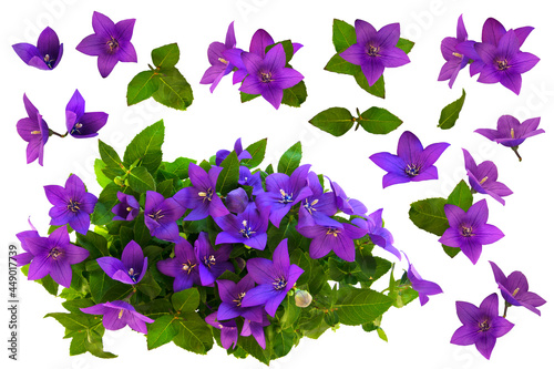Fototapeta Naklejka Na Ścianę i Meble -  Bright fresh garden flowers- bells. Clip art set on white background
