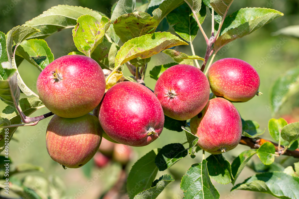 Fresh organic apples on apple tree branch, Elmali - Antalya - Turkey Fresh organic apples on apple tree branch, Elmali - Antalya - Turkey