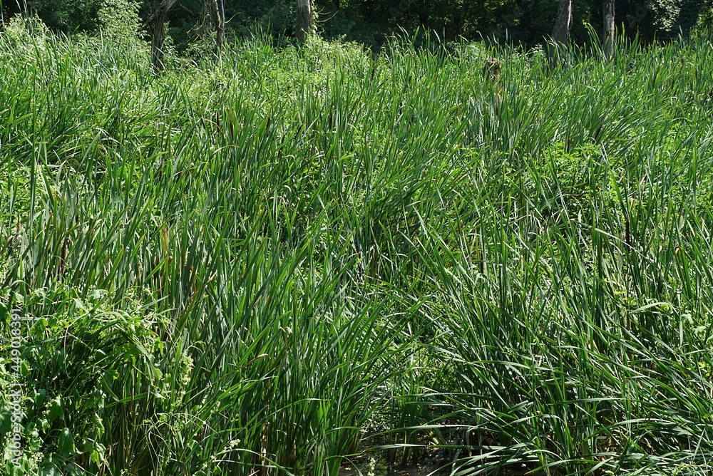 many long green plants of reeds and grass in the water in the swamp many long green plants of reeds and grass in the water in the swamp