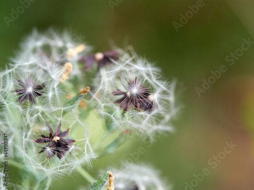 Nice growing flower, wanted blur © Edu