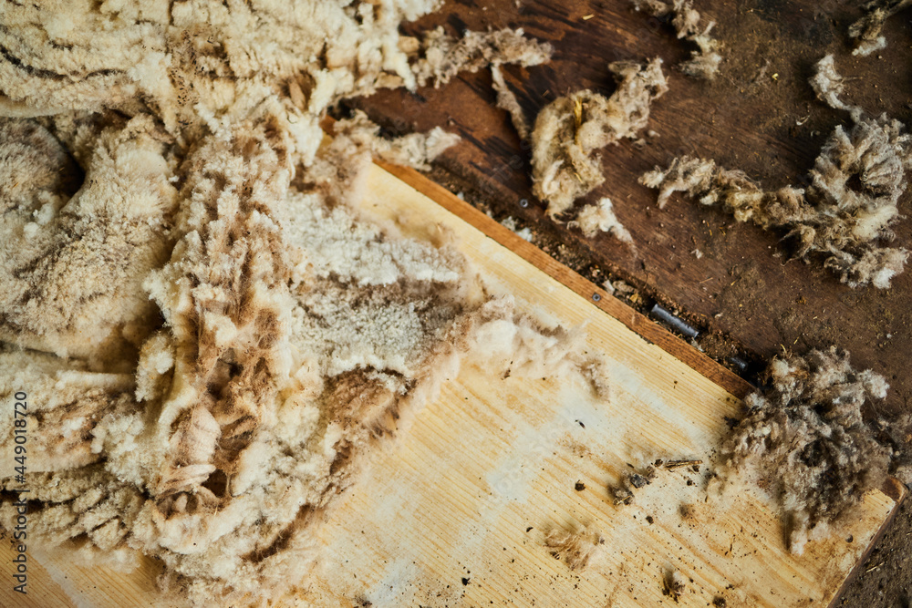Sheared sheep wool scattered on floor in barn Sheared sheep wool scattered on floor in barn