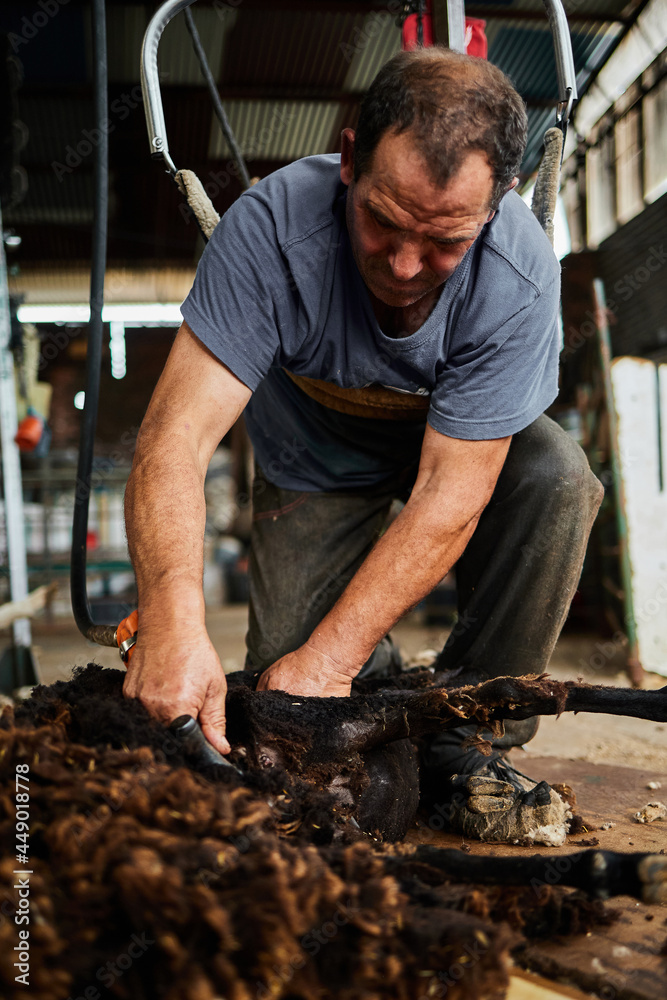 Man shearing sheep on farm Man shearing sheep on farm