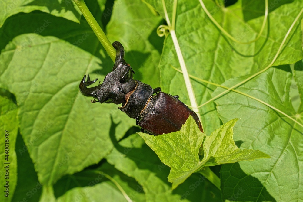 one big black brown beetle deer on a green stem and leaves of a plant in nature