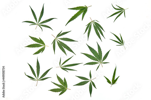 Flat lay composition with hemp leaves on white background.