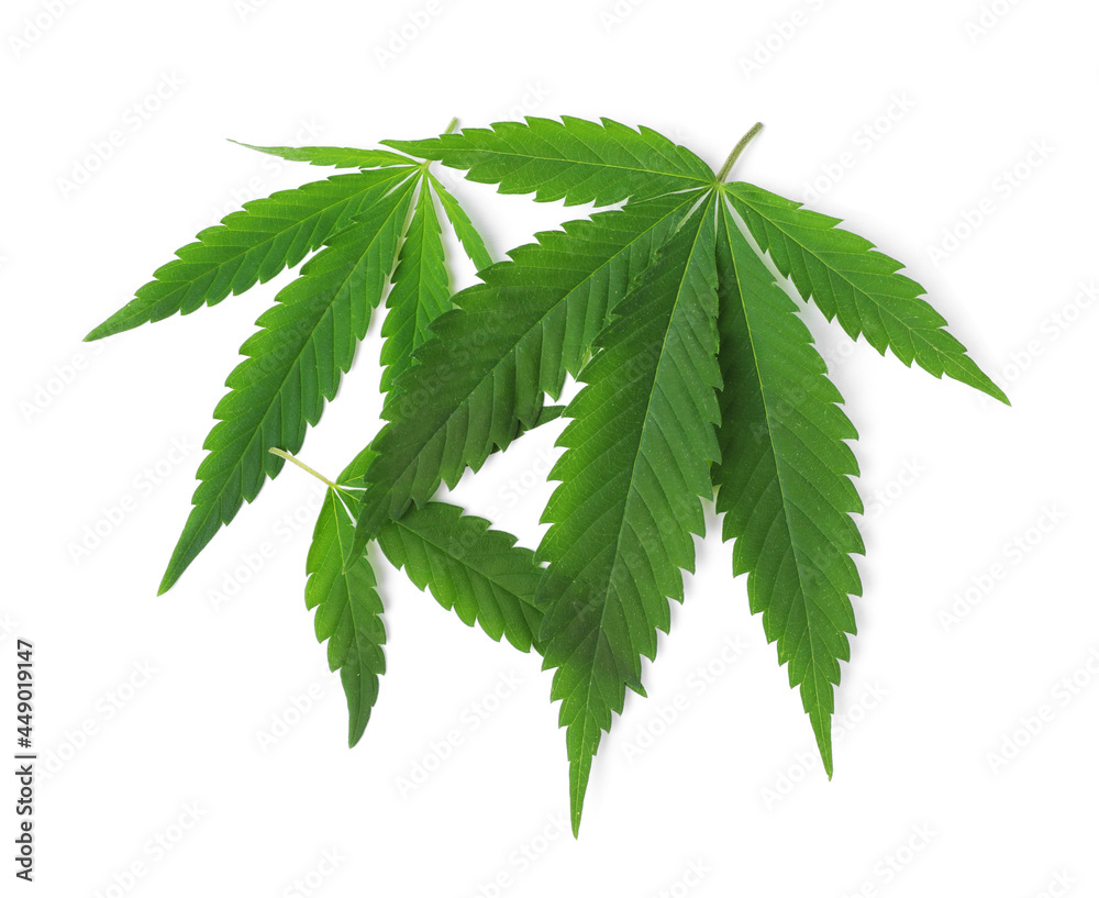 Fresh green hemp leaves on white background, top view Fresh green hemp leaves on white background, top view