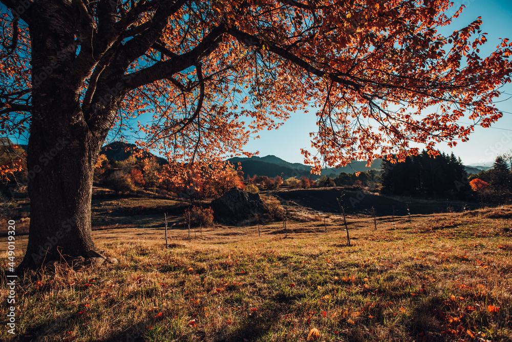 Autumn tree and mountain field, morning shot
