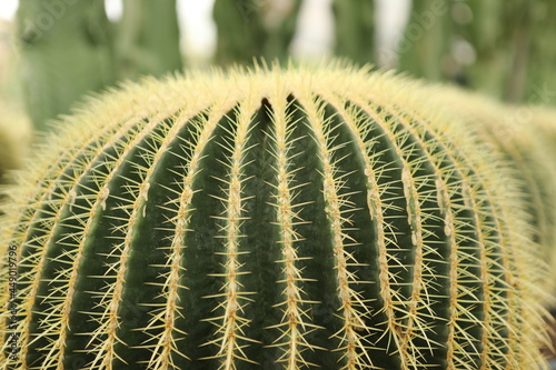 close up of cactus