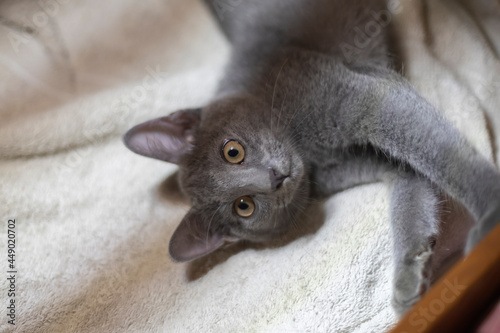 cute little silver blue cat laying on soft mattress