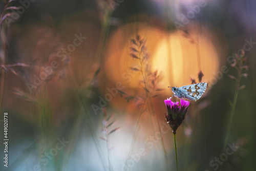 Pyrgus carthami at sunset in Meadow photo