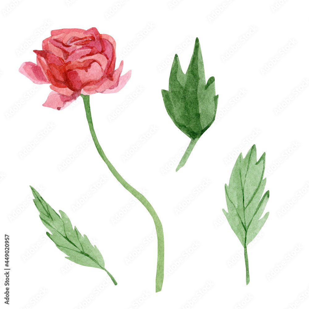 Fototapeta premium Watercolor wildflower red rose. Botanical illustration for greeting cards, wedding invintation, baby shower card.