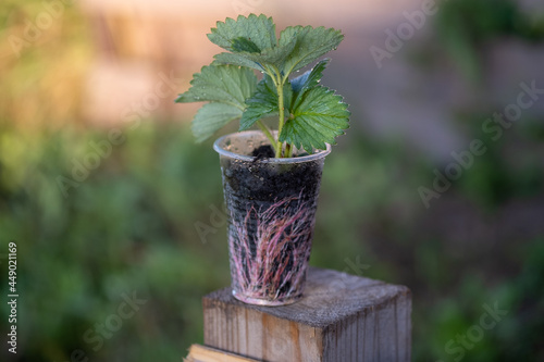 seedlings of garden strawberries in a plastic cup