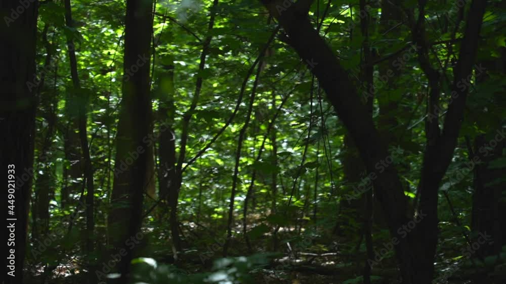 A road in the forest. Branches and leaves create a corridor A road in the forest. Branches and leaves create a corridor