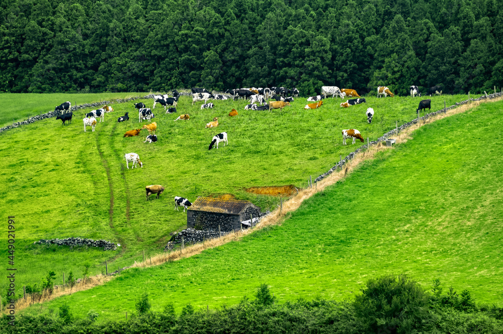 Obraz premium paisagem dos Açores