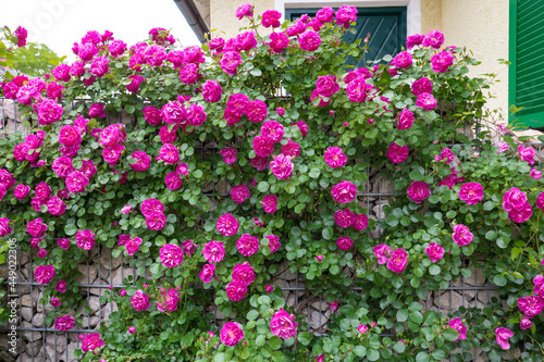 Fototapeta Naklejka Na Ścianę i Meble -  Blühende Rosen vor einer Gabione Mauer