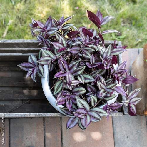 Tradescantia zebrina in a pot decorate the entrance to the house on a sunny day photo