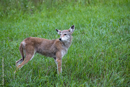 Coyote In Green Grass Field In Smoky Mountains © Carol