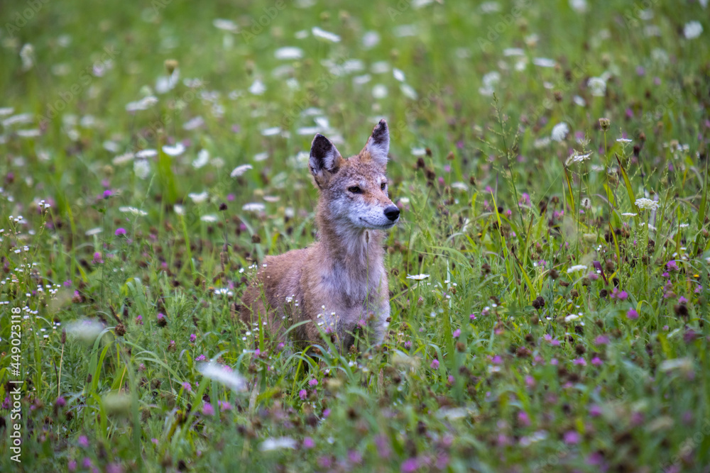 Fototapeta premium Coyote In Field of Flowers In Smoky Mountains