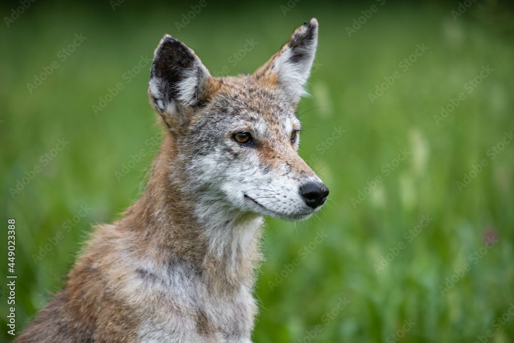 Coyote Close Up Portrait