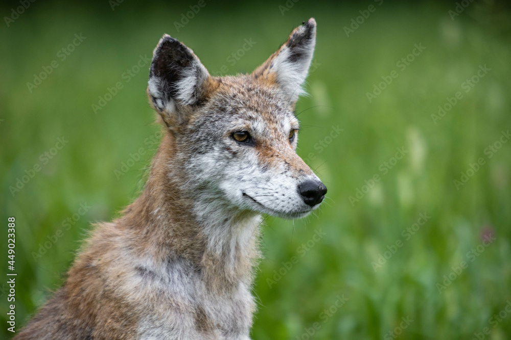 Coyote Close Up Portrait Coyote Close Up Portrait