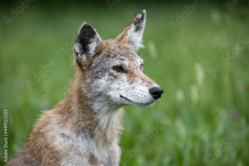 Canvas Print Close Up Coyote Portrait In Smoky Mountains