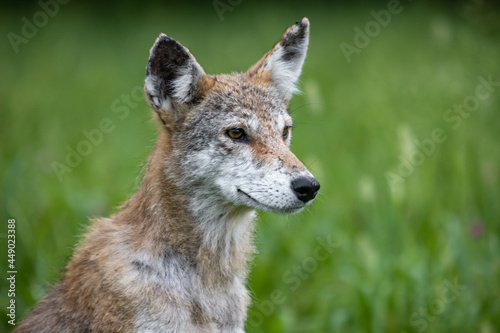 Coyote Close Up Portrait