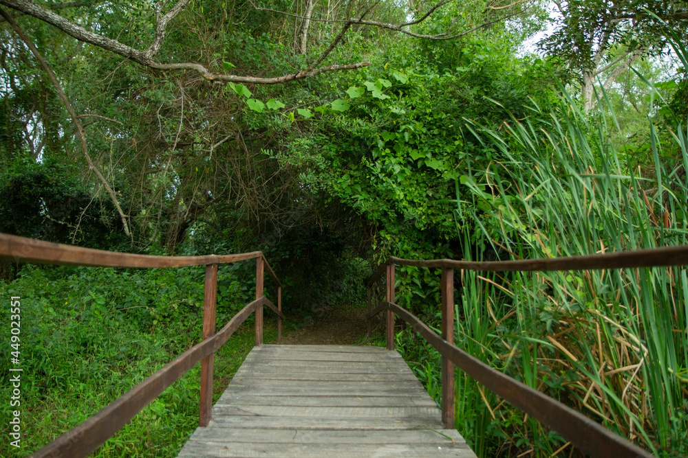 Hiking into the forest. View of the wooden boardwalk across the woods. Hiking into the forest. View of the wooden boardwalk across the woods.