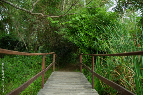 Hiking into the forest. View of the wooden boardwalk across the woods.