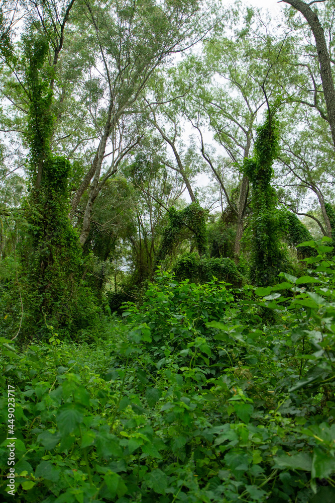 Pre Delta National Park tropical green forest, Entre Ríos, Argentina. Beautiful foliage and leafage. Pre Delta National Park tropical green forest, Entre Ríos, Argentina. Beautiful foliage and leafage.