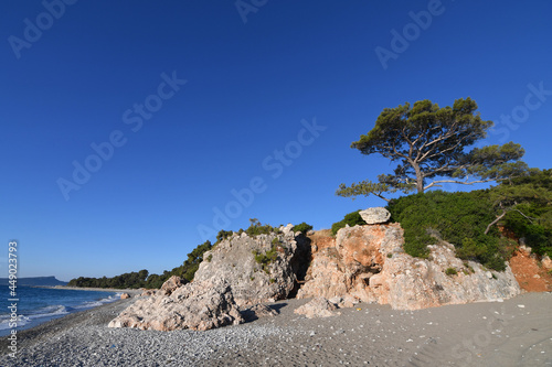 Fototapeta Naklejka Na Ścianę i Meble -  Scenic view of the pine growing on the rocks close to the sea. Copy space. 