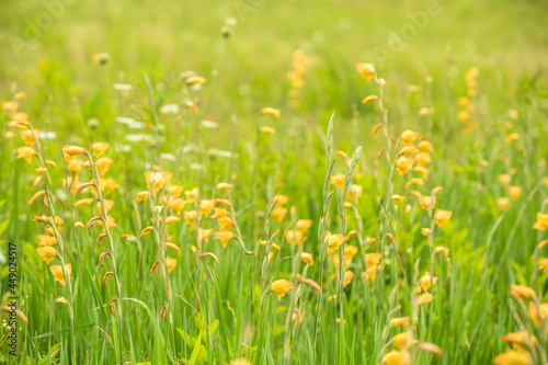 Field of Gladiolus Wildflowers In Smoky Mountains © Carol