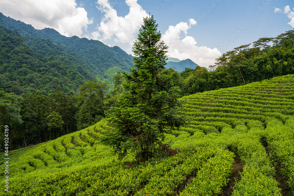 landscape of green tea field landscape of green tea field