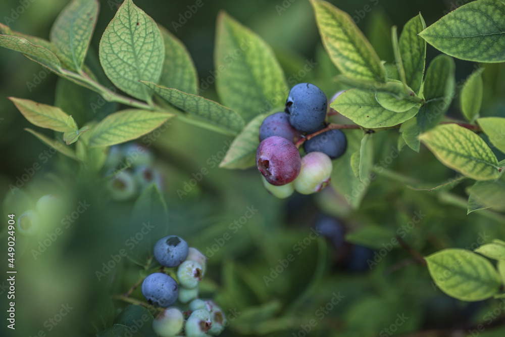 Growing Blue heath berries in summer home garden Growing Blue heath berries in summer home garden