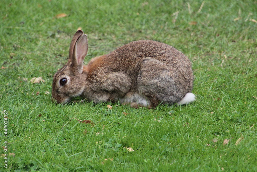 wild grey rabbits in the park