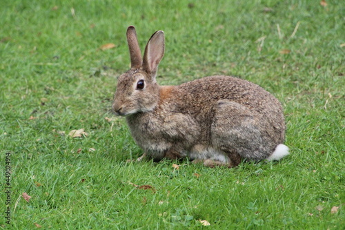 wild grey rabbits in the park © Gaynor
