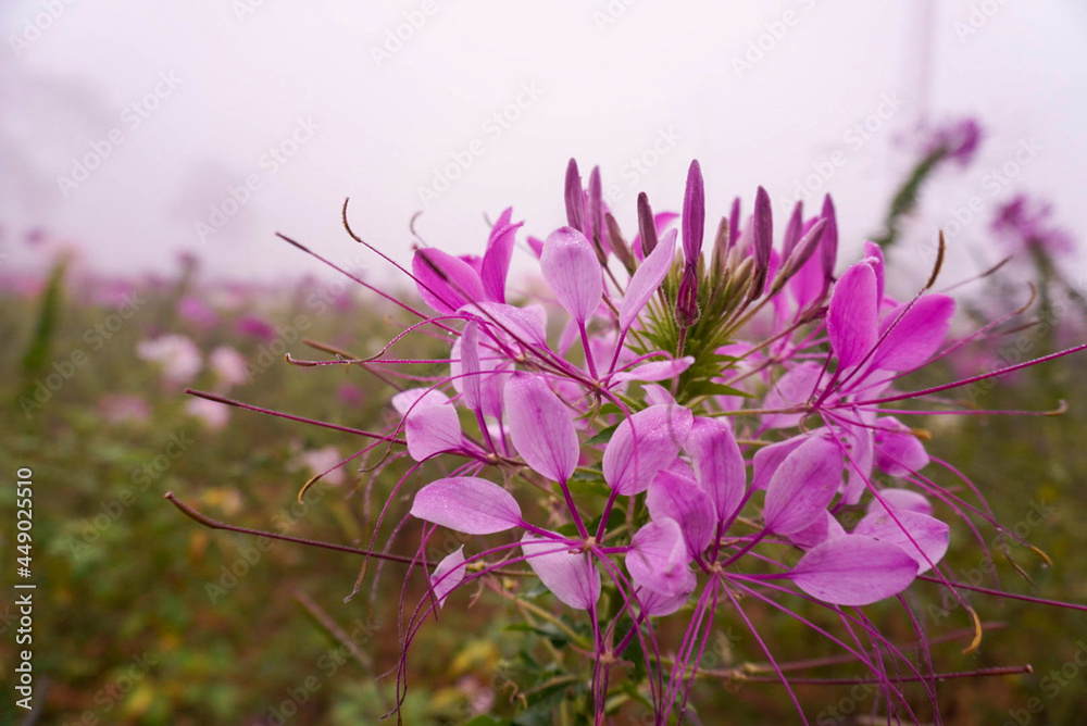 Naklejka premium flowers in the garden