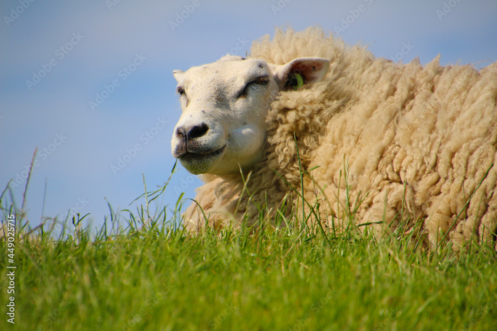 Portrait of a sheep lying in the green grass (Frisia, Netherlands) Portrait of a sheep lying in the green grass (Frisia, Netherlands)