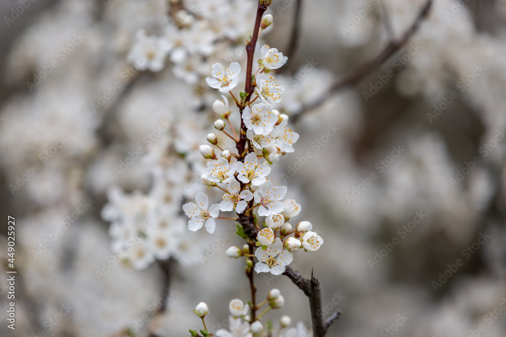 Delicate white blossom in spring, with a shallow depth of field