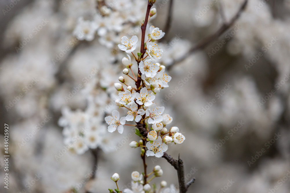 Delicate white blossom in spring, with a shallow depth of field Delicate white blossom in spring, with a shallow depth of field