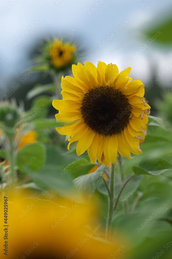 Fototapeta premium Sonnenblume, Korbblütler,Sonnenblumenkerne, Sonnenblumenöl, Sonnenblumenfeld, Sommer Landschaft