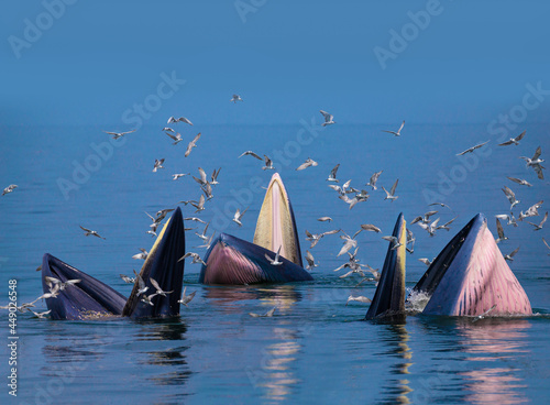 Bryde's whales eating small fish at Thailand tropical sea and have seagulls flying over them. photo