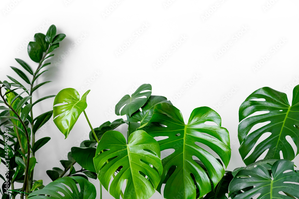 Many plants of the Monstera variety deliciosa or Swiss cheese plant on a white background.