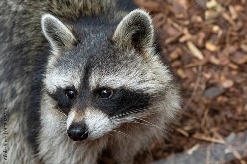 A close up portrait of a raccoon standing in a woodland landscape looking around. The animal has white and grey fur and has a black stripe over its eyes and between them and white whiskers.