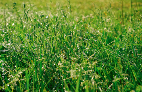 Green grass lawn with white clover flowers. The grass is covered with morning dew.